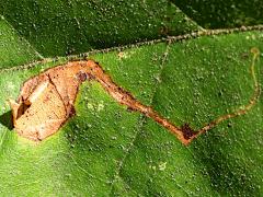 (Sycamore Leafminer Moth) upperside mine on American Sycamore