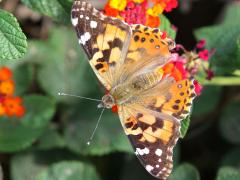 (Painted Lady) upperside