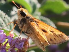 (Fiery Skipper) male underside