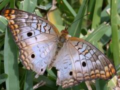 (White Peacock) upperside