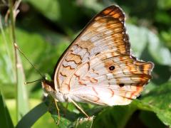 (White Peacock) underside