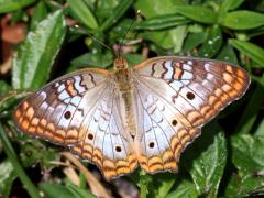 (White Peacock) upperside