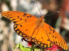 (Gulf Fritillary) dorsal