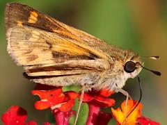 (Fiery Skipper) four underside