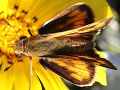 (Fiery Skipper) three upperside