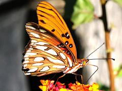 (Gulf Fritillary) lateral