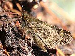 (Fiery Skipper) underside