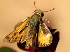 (Fiery Skipper) upperside