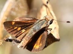 (Umber Skipper) upperside