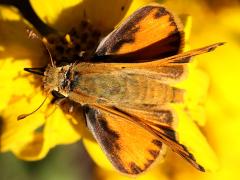 (Fiery Skipper) dorsal