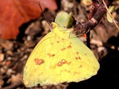 (Cloudless Sulphur) underside right