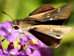 (Eufala Skipper) upperside