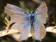 (Ceraunus Blue) upperside