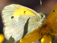 (Dainty Sulphur) underside