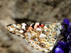 (Painted Lady) ventral