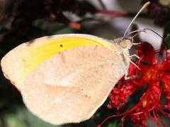 (Sleepy Orange) underside