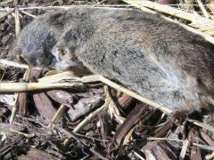 (Western Meadow Vole) dead