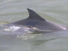 (Tamanend's Bottlenose Dolphin) swimming