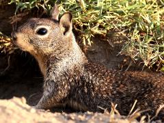 (California Ground Squirrel) burrow