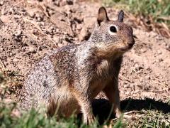 (California Ground Squirrel) front