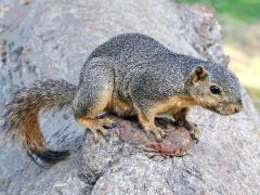 (Fox Squirrel) profile