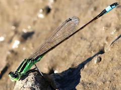 (Rambur's Forktail) male profile