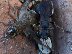 (Japanese Burrowing Cricket) (Argentatus Square-headed Wasp)