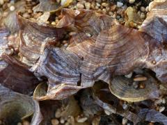 (White Scroll Alga) underside