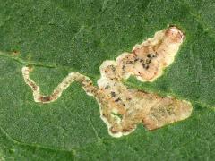 Aulagromyza Leafminer Fly mine on Amur Honeysuckle