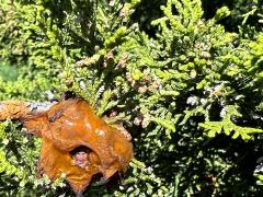 (Eastern Red Cedar) branch