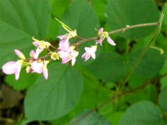 (Pointed-leaved Tick-trefoil) flowers