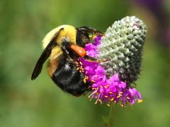 (Purple Prairie Clover) Brown-belted Bumble Bee on Purple Prairie Clover