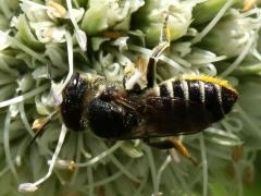 (Rattlesnake Master) Leafcutter Bee female dorsal on Rattlesnake Master