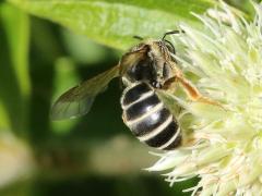 (Rattlesnake Master) Orange-legged Furrow Bee on Rattlesnake Master