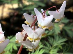 (Dutchman's Breeches) flowers