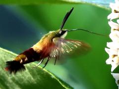 (Common Milkweed) Hummingbird Clearwing hovers on Common Milkweed