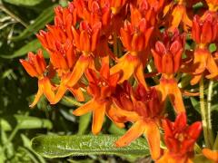 (Butterfly Milkweed) flowers