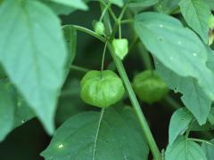 (Long-leaved Groundcherry) fruit