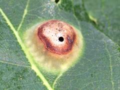 (White Oak) Oak Wart Gall Wasp upperside gall on White Oak