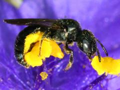 Small Carpenter Bee Zadontomerus on Common Spiderwort