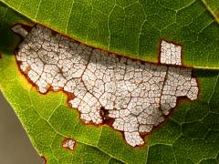 (Sugar Maple) Maple Leafcutter Moth backlit mine on Sugar Maple