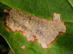 (Sugar Maple) Maple Leafcutter Moth upperside mine on Sugar Maple