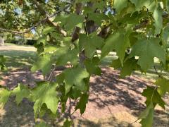 (Sugar Maple) leaves