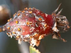 (Cockspur Hawthorn) Cedar-Quince Rust fruit on Cockspur Hawthorn