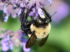 (Sage) Eastern Carpenter Bee male on Sage