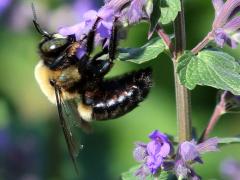 (Sage) Eastern Carpenter Bee male profile on Sage