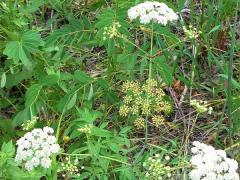 (Water Hemlock) plant