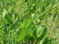 (Prairie Dock) plant