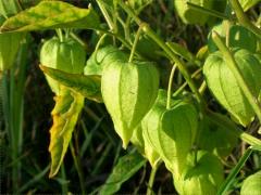 (Long-leaved Groundcherry)