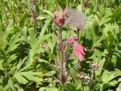 (Prairie Smoke) plant